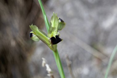 Bir dulun çiçeği, Iris tüberosa.