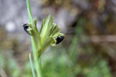 Bir dulun çiçeği, Iris tüberosa.