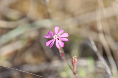 Doğu Akdeniz bölgesinden pembe renkli Silene kolorata çiçekleri.. 
