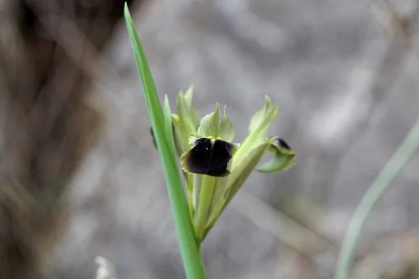 Flower Widow Iris Iris Tuberosa — Photo