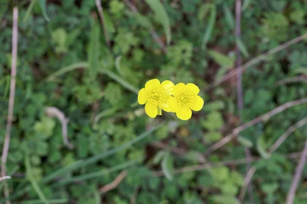 Ranunculus Paludosus — 스톡 사진