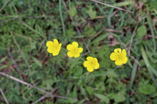 Bloem Van Koevoetsoort Ranunculus Paludosus — Stockfoto