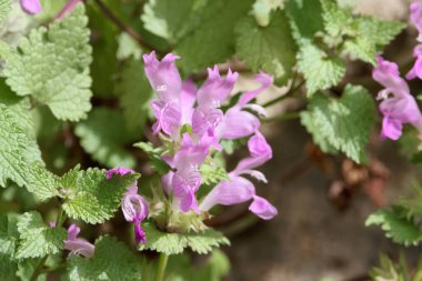 Akdeniz bölgesinden ölü ısırgan otu türü Lamium garganicum 'un çiçekleri.