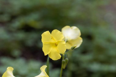 Afrika ağaçlarının gülü, Oxalis pes caprae