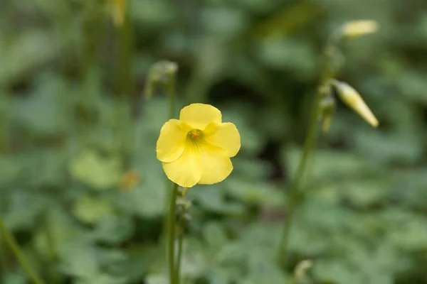 Flower African Wood Sorrel Oxalis Pes Caprae — стоковое фото