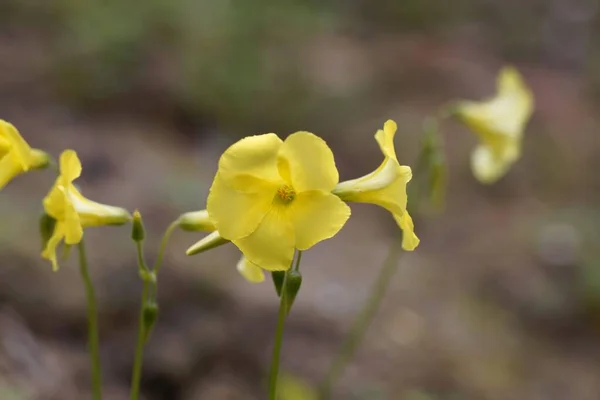 Flower African Wood Sorrel Oxalis Pes Caprae — 스톡 사진