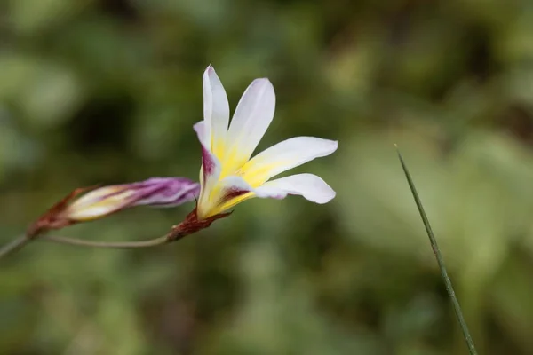 Blossom Wandflower Plant Sparaxis Tricolor — Zdjęcie stockowe