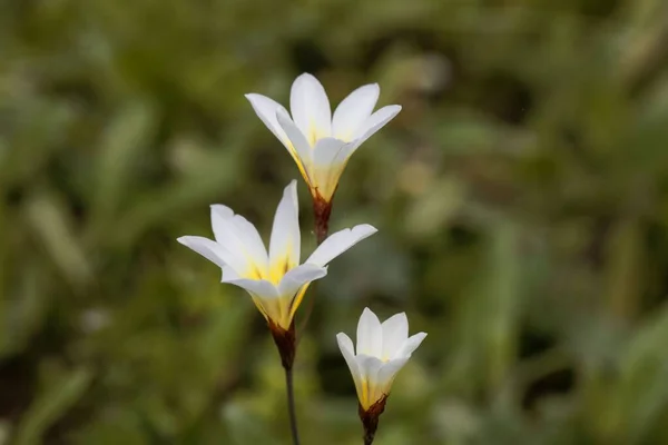 Egy Vándorvirág Virága Sparaxis Tricolor — Stock Fotó