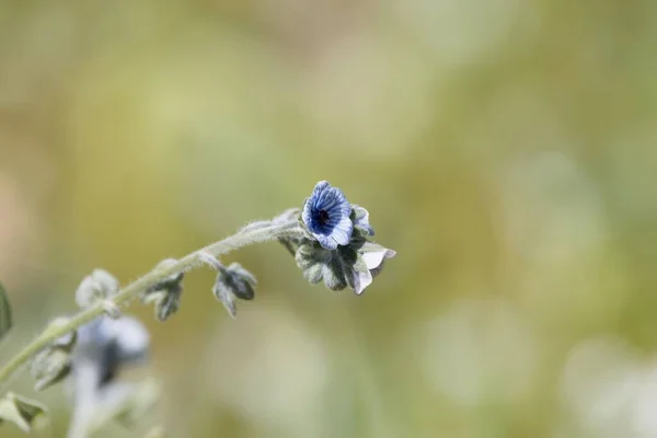 Flor Una Lengua Sabuesos Azules Cynoglossum Creticum —  Fotos de Stock