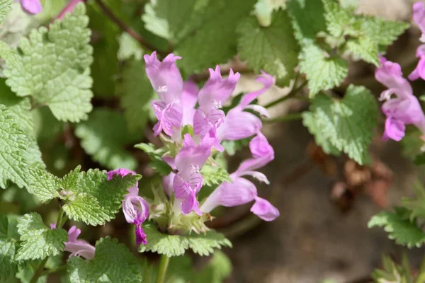 Akdeniz bölgesinden ölü ısırgan otu türü Lamium garganicum 'un çiçekleri.