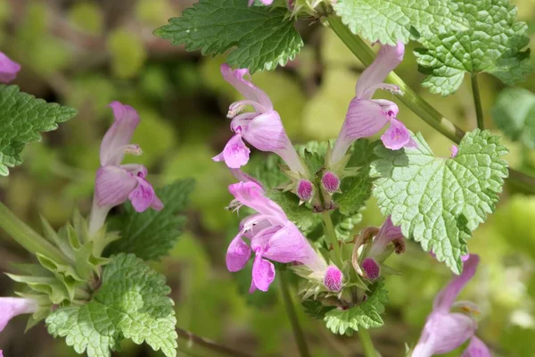 Akdeniz bölgesinden ölü ısırgan otu türü Lamium garganicum 'un çiçekleri.