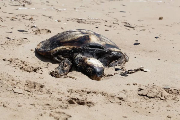 Yunanistan Bir Sahilde Ölü Deniz Kaplumbağası — Stok fotoğraf