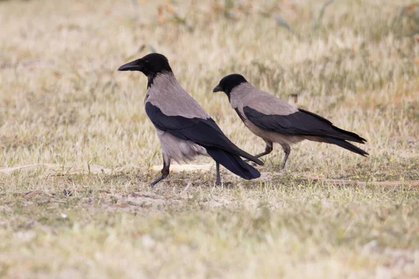 Cuervos Encapuchados Corvus Cornix Prado Seco —  Fotos de Stock