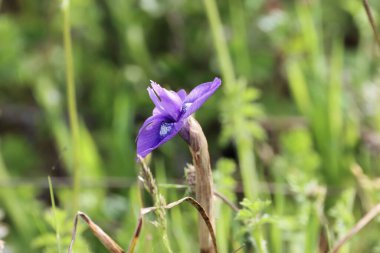 Bir Berberi fındığı çiçeği, Moraea sisyrinchium