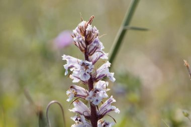 Flower of a bean broomrape, Orobanche crenata