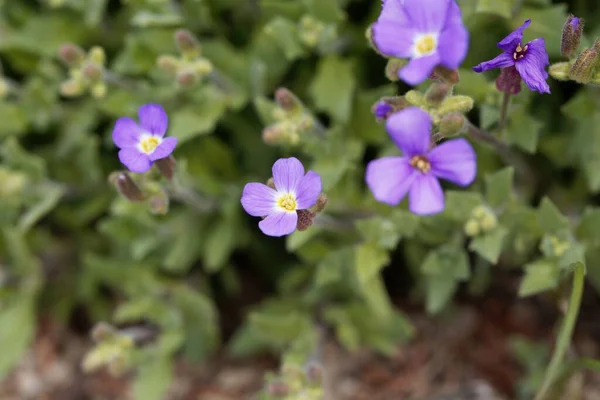 Flower Purple Rock Cress Aubrieta Deltoidea —  Fotos de Stock