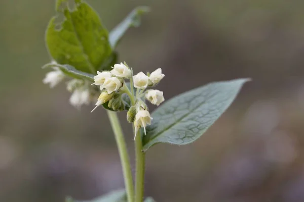 Květiny Cibulového Komfrey Symphytum Bulbosum — Stock fotografie