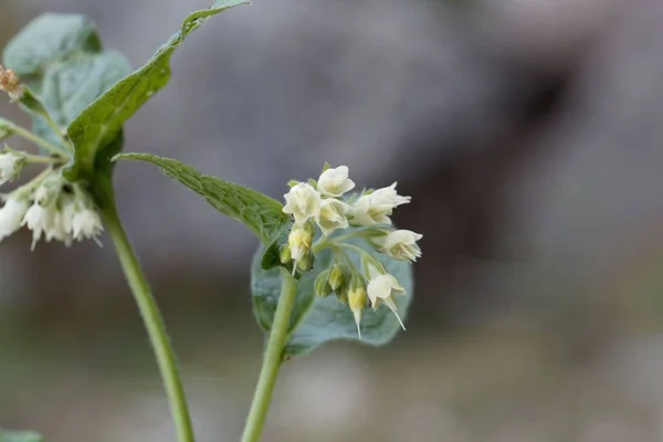 Flowers Bulbous Comfrey Symphytum Bulbosum — стоковое фото