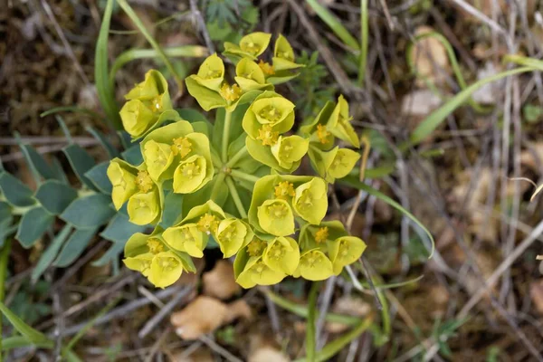 Flowers Myrtle Spurge Euphorbia Myrsinites — Stock Photo, Image