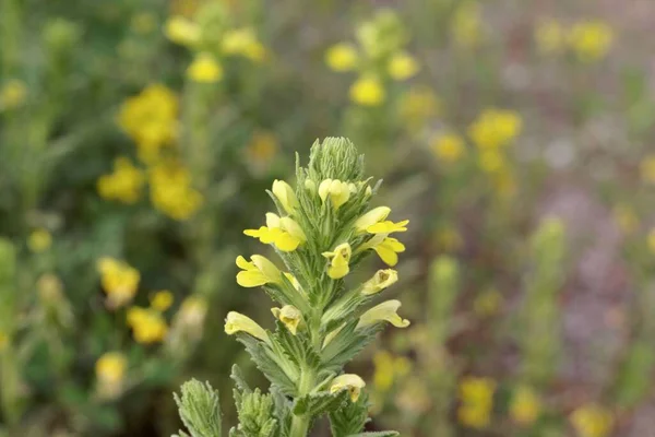 Flower Yellow Bartsia Parentucellia Viscosa — Stock Photo, Image