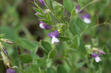 Bitisyen bitkisinin çiçeği, Vicia bithynica