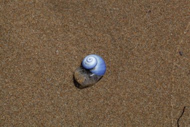 Sıradan bir menekşe deniz salyangozu, Janthina janthina, kumlu bir sahilde. 
