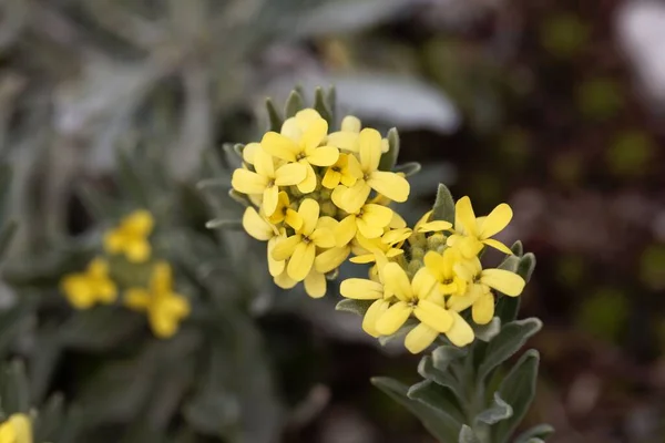 Yakın Doğu Dan Fibigia Clypeata Bitkisinin Çiçekleri — Stok fotoğraf