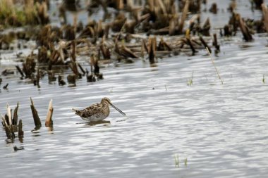 Sıradan bir çulluk, Gallinago gallinago, bir gölette