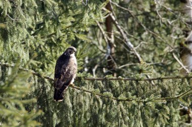 Sıradan bir akbaba, Buteo Buteo, ağaçta