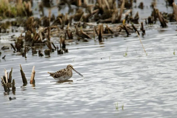 Sıradan bir çulluk, Gallinago gallinago, bir gölette