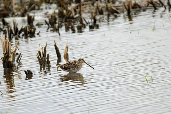 Sıradan bir çulluk, Gallinago gallinago, bir gölette