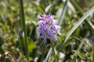 İtalyan orkidesinin çiçeği, Orchis italica