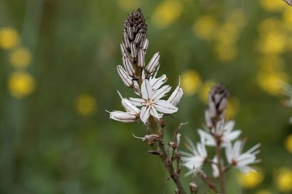 Цветок Ветвящегося Асфоделя Asphodelus Ramosus — стоковое фото