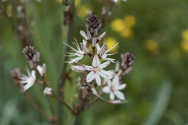Цветок Ветвящегося Асфоделя Asphodelus Ramosus — стоковое фото