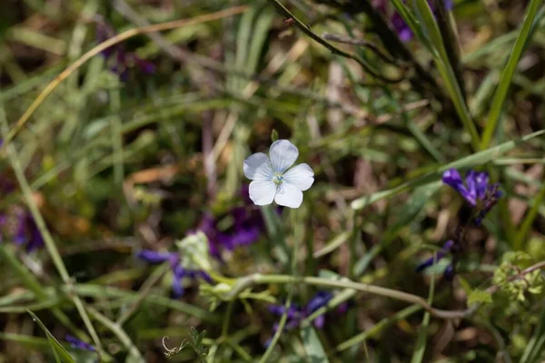 Kwiat Wąskolistnej Rośliny Lnu Linum Bienne — Zdjęcie stockowe