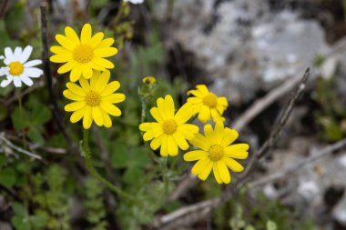 Fransız yeraltı bitkisinin çiçeği, Senecio gallicus