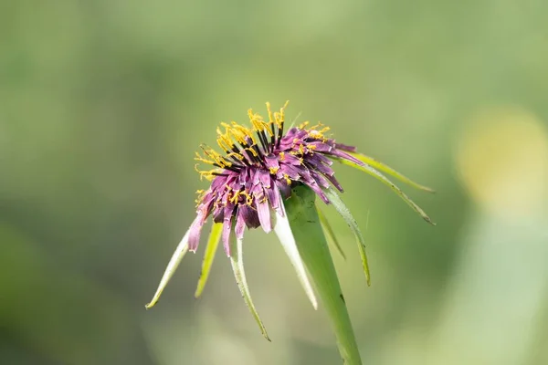 Kwiat Purpurowej Rośliny Salsefii Tragopogon Porrifolius — Zdjęcie stockowe