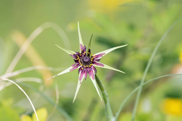 Flower of a purple salsify plant, Tragopogon porrifolius