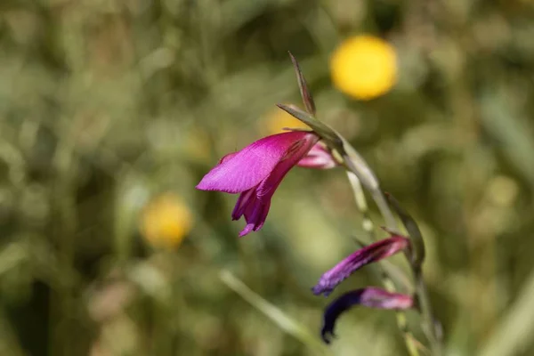 Blüten Eines Feldgladiolen Gladiolus Italica — Stockfoto