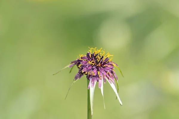 Kwiat Purpurowej Rośliny Salsefii Tragopogon Porrifolius — Zdjęcie stockowe