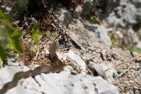 Una Serpiente Látigo Los Balcanes Hierophis Gemonensis Una Pared — Foto de Stock