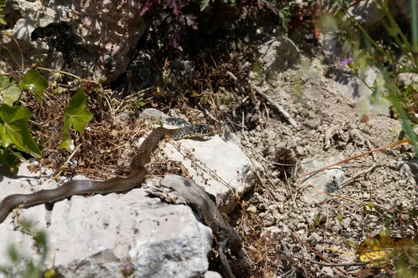 Una Serpiente Látigo Los Balcanes Hierophis Gemonensis Una Pared — Foto de Stock