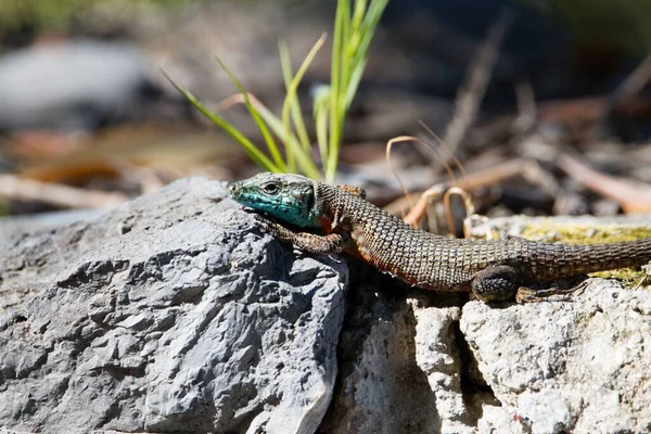 Samec Dalmatských Algyroidů Algyroides Nigropunctatus Stěně — Stock fotografie