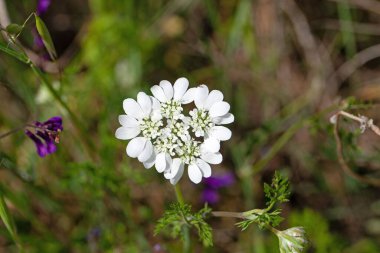 Beyaz bir çiçek, Orlaya ihtişamlı çiçekleri.