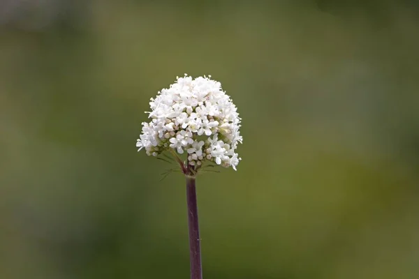 Bir Dioscorides Çiçeği Valerian Bitkisi Valeriana Dioscorides — Stok fotoğraf