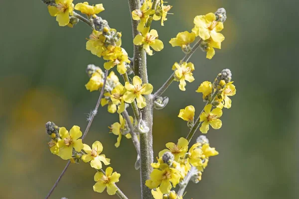 Ağarmış Bir Mullein Bitkisinin Çiçekleri Verbascum Pulverulentum — Stok fotoğraf