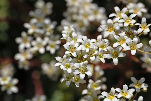 銀サキシフラゲの花 サキシフラガの甲殻類 — ストック写真