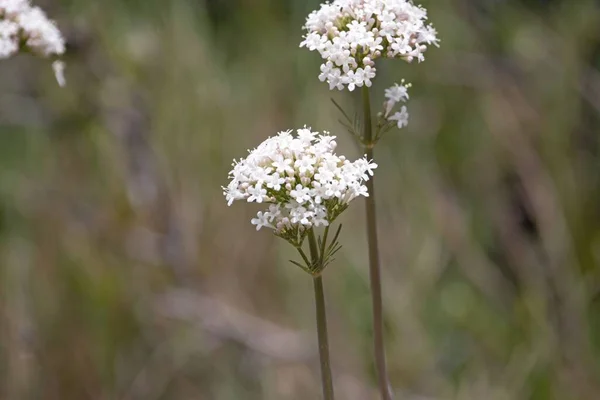 Blüte Einer Baldrianpflanze Valeriana Dioscorides — Stockfoto