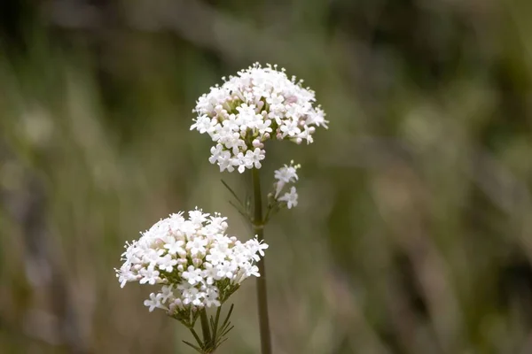 Kwiat Dioscorides Valerian Roślin Valeriana Dioscorides — Zdjęcie stockowe