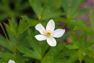 Kanada şakayığı çiçeği, Anemonastrum kanadı.